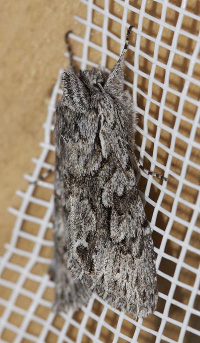 Noctuelle areolée (La) Xylocampa areola (Esper, 1789)
