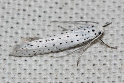  Yponomeuta evonymella (Linnaeus, 1758)
