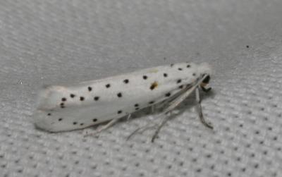  Yponomeuta malinellus Zeller, 1838