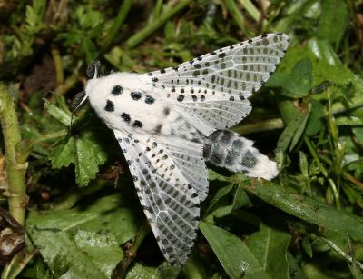 Zeuzère du Marronnier (La), Coquette (La), Zeuzère Zeuzera pyrina (Linnaeus, 1760)