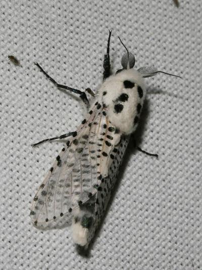 Zeuzère du Marronnier (La), Coquette (La), Zeuzère Zeuzera pyrina (Linnaeus, 1760)