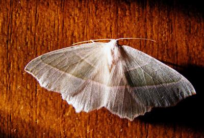 Céladon (Le) Campaea margaritaria (Linnaeus, 1760)