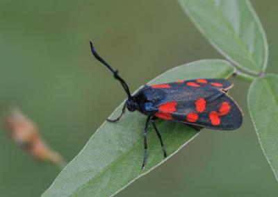 Zygène du Pied-de-Poule (La), Zygène des Lotiers ( Zygaena filipendulae (Linnaeus, 1758)