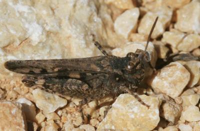 OEdipode framboisine, Oedipode de Fischer Acrotylus fischeri Azam, 1901