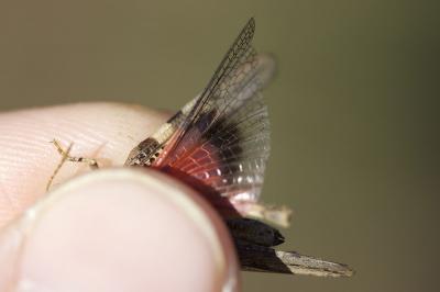OEdipode grenadine, OEdipode milanaise Acrotylus insubricus (Scopoli, 1786)