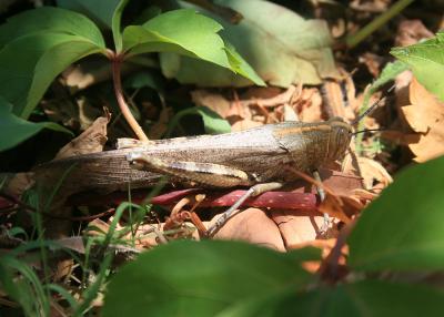 Criquet égyptien Anacridium aegyptium (Linnaeus, 1764)
