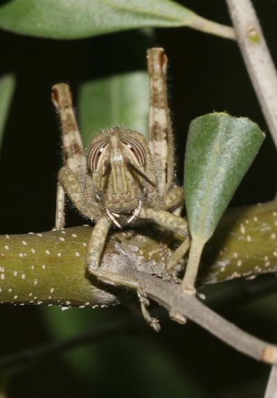 Criquet égyptien Anacridium aegyptium (Linnaeus, 1764)