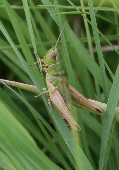 Criquet des pâtures, Oedipode parallèle Pseudochorthippus parallelus (Zetterstedt, 1821)