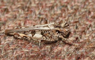 OEdipode framboisine, Oedipode de Fischer Acrotylus fischeri Azam, 1901