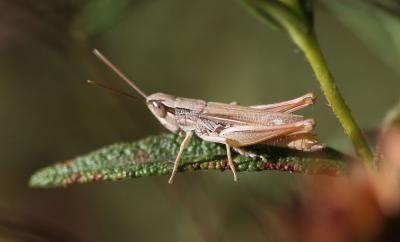  Euchorthippus elegantulus Zeuner, 1940