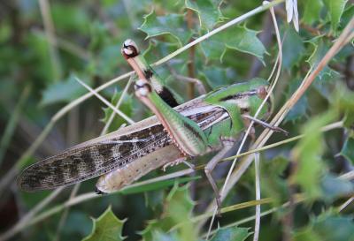 Criquet migrateur, Criquet voyageur, Criquet cendr Locusta migratoria (Linnaeus, 1758)