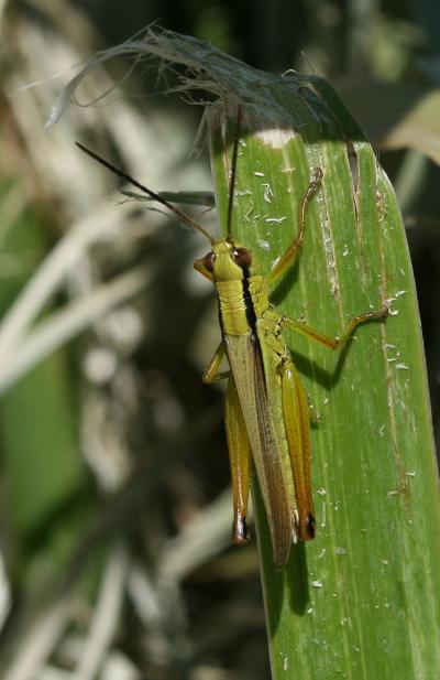 Criquet des Roseaux, Parapleure alliacé Mecostethus parapleurus (Hagenbach, 1822)