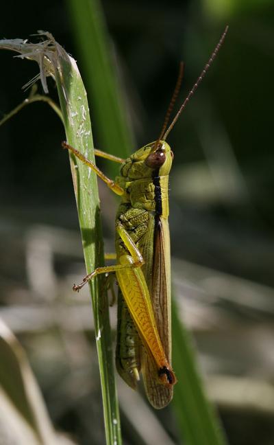 Criquet des Roseaux, Parapleure alliacé Mecostethus parapleurus (Hagenbach, 1822)