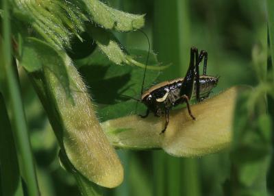 Decticelle des ruisseaux Roeseliana azami (Finot, 1892)