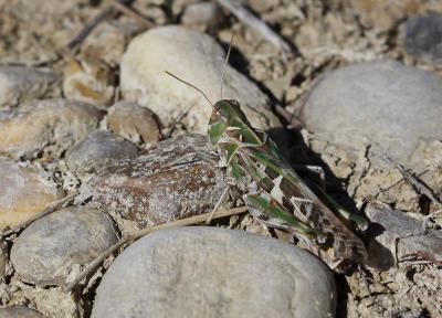 Oedipode soufrée Oedaleus decorus (Germar, 1825)