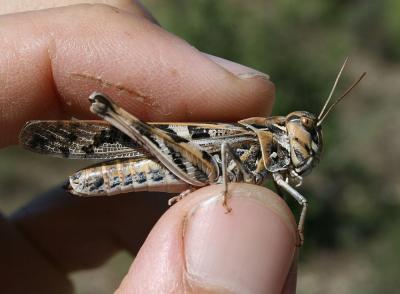 Oedipode soufrée Oedaleus decorus (Germar, 1825)