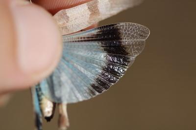 OEdipode turquoise, Criquet à ailes bleues et noir Oedipoda caerulescens (Linnaeus, 1758)