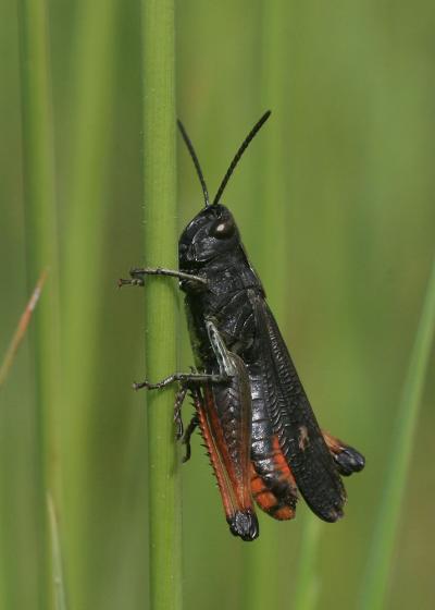 Criquet noir-ébène Omocestus rufipes (Zetterstedt, 1821)