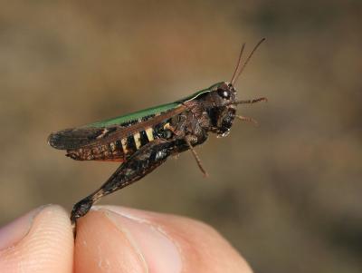 Criquet noir-ébène Omocestus rufipes (Zetterstedt, 1821)