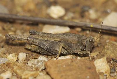 Tétrix des plages, Tétrix méridional Paratettix meridionalis (Rambur, 1838)
