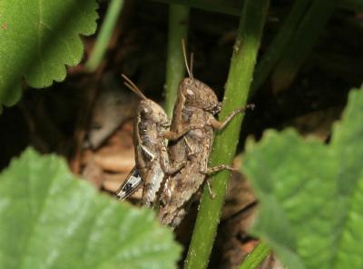 Criquet pansu Pezotettix giornae (Rossi, 1794)