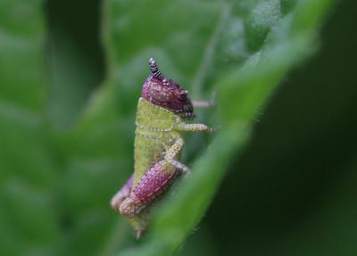 Criquet pansu Pezotettix giornae (Rossi, 1794)