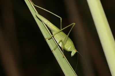 Phanéroptère méridional Phaneroptera nana Fieber, 1853