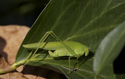 Phanéroptère méridional Phaneroptera nana Fieber, 1853