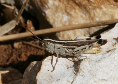 Criquet des Ibères Ramburiella hispanica (Rambur, 1838)