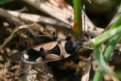  Raglius confusus (Reuter, 1886)