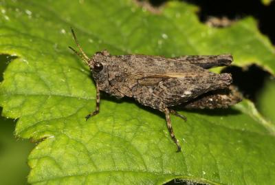 Tétrix forestier, Tétrix des clairières, Tétrix co Tetrix undulata (Sowerby, 1806)