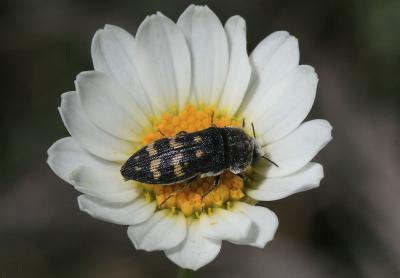 Acmaeoderella flavofasciata (Piller & Mitterpacher, 1783)