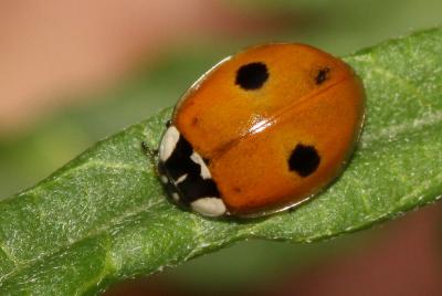 Coccinelle à deux points Adalia bipunctata (Linnaeus, 1758)