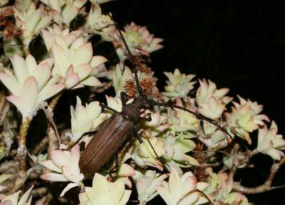Aegosome scabricorne Aegosoma scabricorne (Scopoli, 1763)