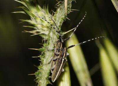 Agapanthie du chardon Agapanthia cardui (Linnaeus, 1767)