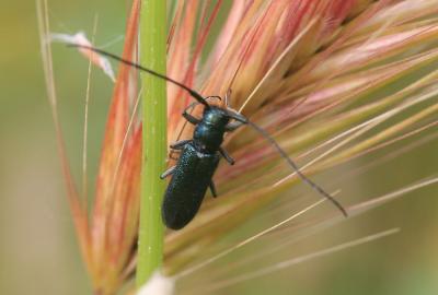  Agapanthia violacea (Fabricius, 1775)