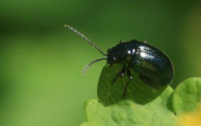  Altica oleracea (Linnaeus, 1758)