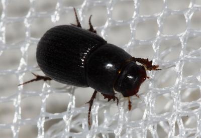 Ammoecius elevatus (Olivier, 1789)