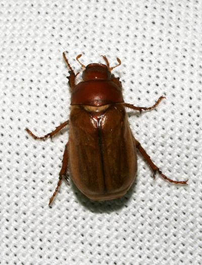 Hanneton européen Amphimallon majale (Razoumowsky, 1789)