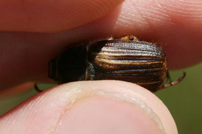 Hanneton bistre Amphimallon pygiale Mulsant, 1846