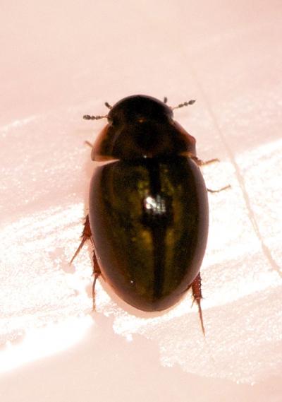  Anacaena limbata (Fabricius, 1792)
