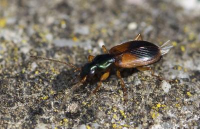  Anchomenus dorsalis (Pontoppidan, 1763)