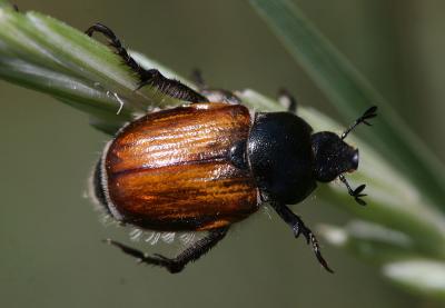  Anisoplia Schönherr, 1817