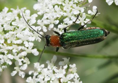  Anogcodes seladonius seladonius (Fabricius, 1792)