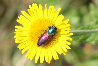  Anthaxia ignipennis Abeille de Perrin, 1882