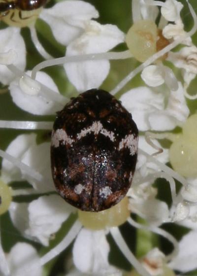  Anthrenus angustefasciatus Ganglbauer, 1904
