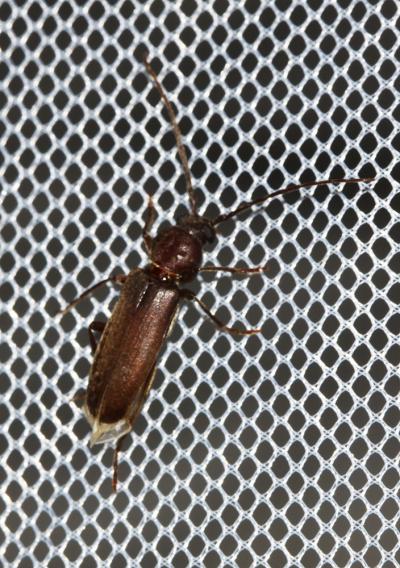  Arhopalus syriacus (Reitter, 1895)