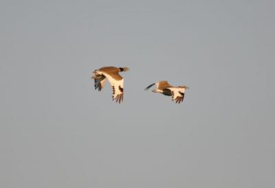 Outarde canepetière Tetrax tetrax (Linnaeus, 1758)