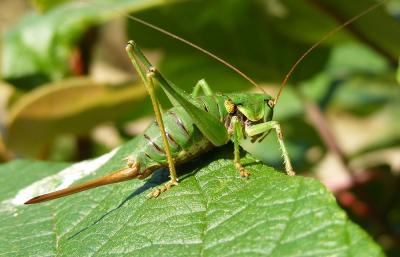 Antaxie cévenole Antaxius sorrezensis (Marquet, 1877)