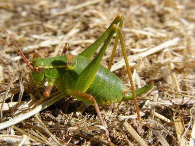 Barbitiste languedocien, Bourdragc, Odontura de Fi Barbitistes fischeri (Yersin, 1854)